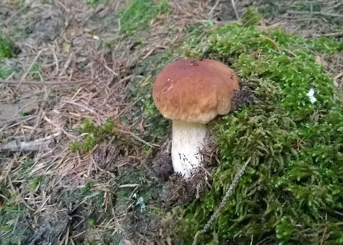 Pool, Pokale, Sauna, Billard, Kirche U. Viel Ferienhaus